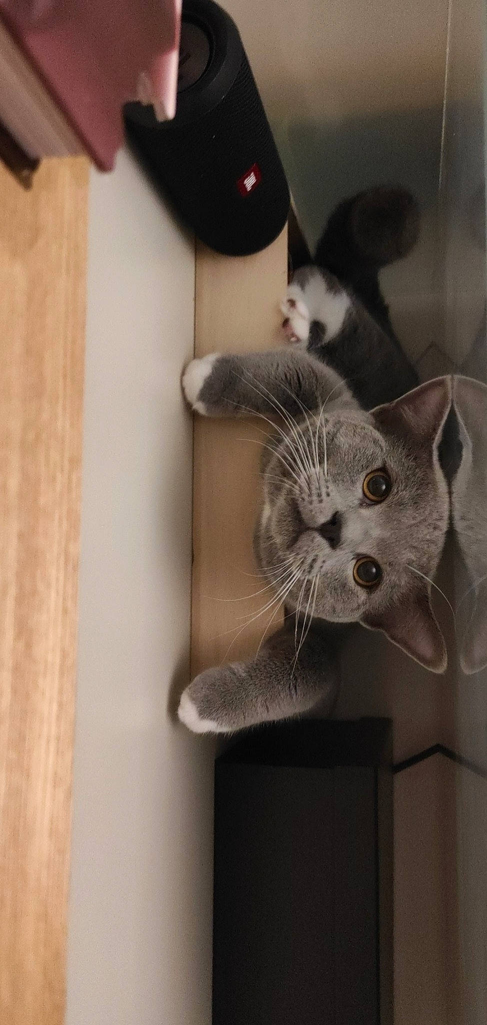 Kiri participe au concours pour gagner de l'argent avec cette photo : animal_shelter, bottle, carnivore, cat, domestic_short_haired_cat, fawn, felidae, fur, grey, monochrome_photography, paw, room, small_to_medium_sized_cats, snout, tableware, tail, whiskers, wine, wine_bottle, wood