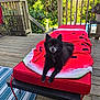 dog, black_dog, pet, outdoor, deck, wooden_deck, cushion, blanket, red_blanket, watermelon_pattern, greenery, trees, sunlight, relaxing, leash, collar, smiling_dog, summer, nature, furniture