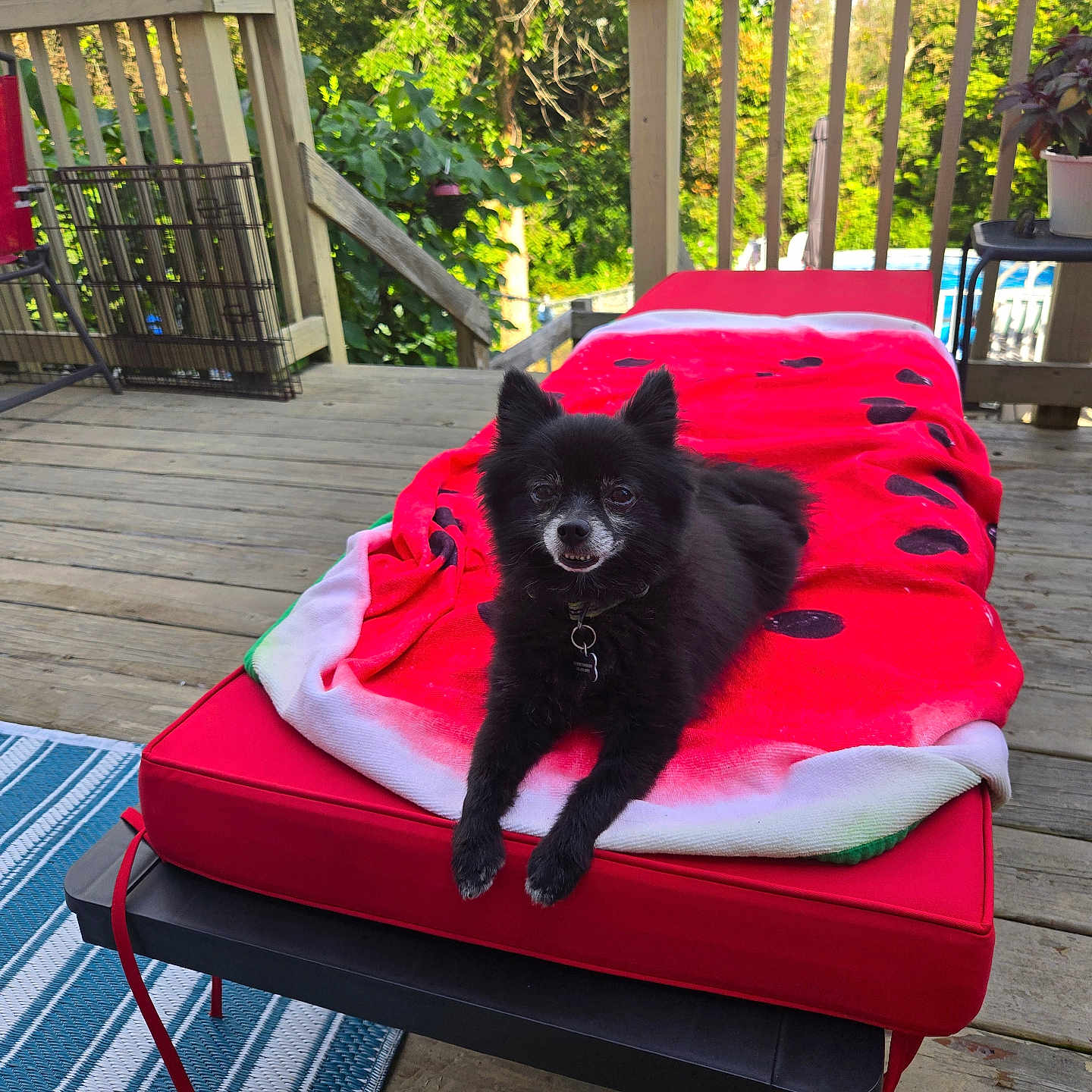 Pepper is registered to the contest to win money with this photo: black_dog, blanket, collar, cushion, deck, dog, furniture, greenery, leash, nature, outdoor, pet, red_blanket, relaxing, smiling_dog, summer, sunlight, trees, watermelon_pattern, wooden_deck