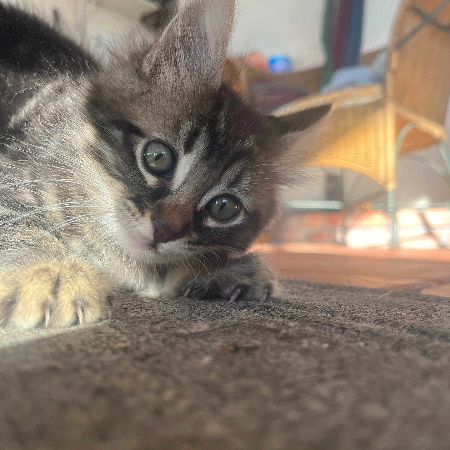 Moncho joined the competition — help win amazing prizes! animal, cat, closeup, curious, cute, domestic, eyes, floor, furry, indoor, kitten, mammal, paws, pet, playful, sunlight, texture, whiskers, wicker_chair, young