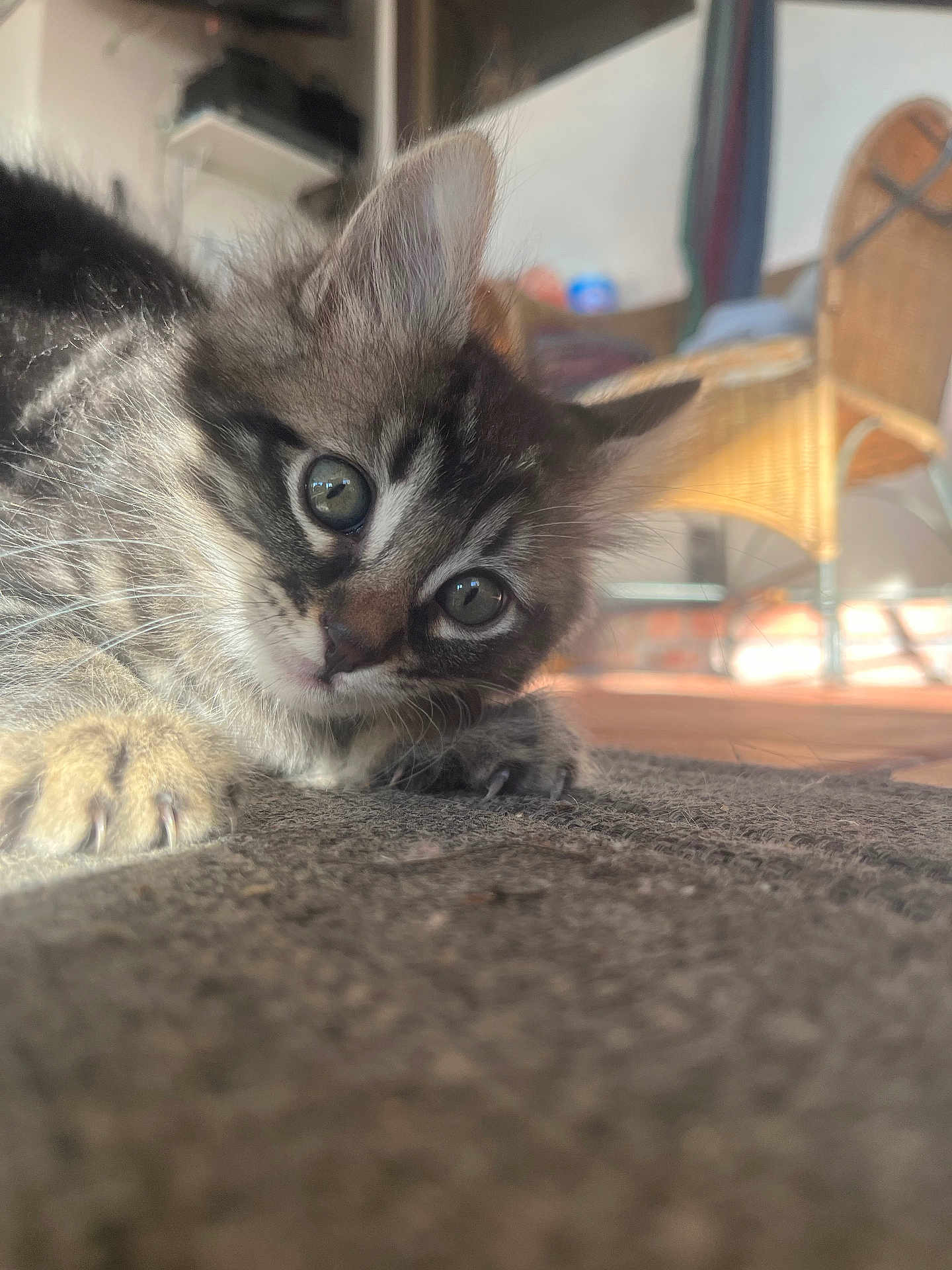 Moncho joined the competition — help win amazing prizes! kitten, cat, pet, indoor, closeup, curious, whiskers, eyes, paws, furry, playful, wicker_chair, sunlight, floor, texture, animal, mammal, cute, young, domestic