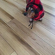 Ruby joined the competition — help win amazing prizes! dog, pet, hoodie, plaid, red, black, wooden_floor, indoor, small_dog, canine, cute, animal, clothing, looking_up, fur, ears, paws, domestic_animal, companion, cozy