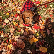 Ruby is registered to the contest to win money with this photo: animal, autumn, brown_dog, canine, closeup, daylight, dog, fall_leaves, grass, leaf_litter, leash, leaves, nature, outdoor, pet, plaid_jacket, red_jacket, seasonal, sunlight, walking