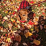 animal, autumn, brown_dog, canine, closeup, daylight, dog, fall_leaves, grass, leaf_litter, leash, leaves, nature, outdoor, pet, plaid_jacket, red_jacket, seasonal, sunlight, walking