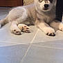 Raïko participe au concours pour gagner de l'argent avec cette photo : puppy, dog, husky, animal, pet, indoor, floor, tile, ears, paws, cute, fur, lying, young, canine, mammal, adorable, resting, looking, curious