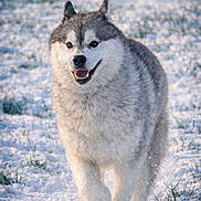 Raïko a rejoint le concours — aidez-le/la à gagner de superbes lots ! dog, husky, snow, outdoor, running, animal, winter, fur, pet, mammal, playful, nature, grass, cold, daylight, canine, happy, walking, field, snowy