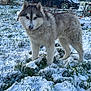 husky, dog, snow, grass, outdoor, pet, animal, canine, winter, fur, nature, garden, yard, car, cold, muzzle, ears, standing, domestic_animal, fluffy