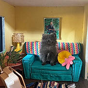 Lilith joined the competition — help win amazing prizes! dog, puppy, fluffy, black_dog, sitting, living_room, loveseat, couch, turquoise, colorful, stuffed_animal, pink_toy, houseplant, lamp, portrait, painting, rug, wooden_floor, indoor, furniture