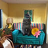 dog, puppy, fluffy, black_dog, sitting, living_room, loveseat, couch, turquoise, colorful, stuffed_animal, pink_toy, houseplant, lamp, portrait, painting, rug, wooden_floor, indoor, furniture