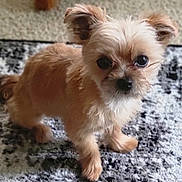 Mazy is registered to the contest to win money with this photo: affenpinscher, animal, canine, chihuahua, cockerspaniel, dog, papillon, pet, poodle, puppy, terrier, whitedog