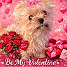 dog, valentine, pink, hearts, bouquet, roses, gift_box, ribbon, love_letter, cute, fluffy, small_dog, bow, romantic, celebration, background, text_overlay, valentines_day, heart_shape, adorable