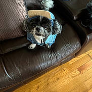 Buttercup Mcclinton joined the competition — help win amazing prizes! animal, black_and_white, brown, cap, casual, companion, cozy, curious_look, cute, denim_jacket, dog, domestic, furniture, household_items, indoor, leather_couch, pet, portrait, small_dog, wooden_floor