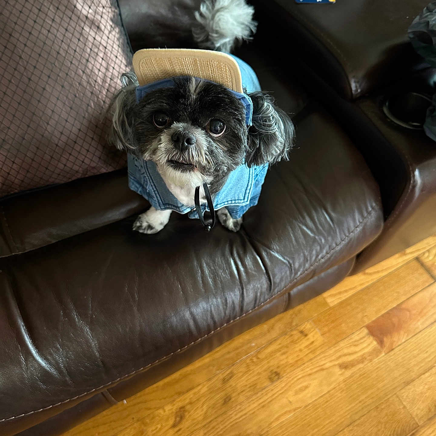 Buttercup Mcclinton joined the competition — help win amazing prizes! animal, black_and_white, brown, cap, casual, companion, cozy, curious_look, cute, denim_jacket, dog, domestic, furniture, household_items, indoor, leather_couch, pet, portrait, small_dog, wooden_floor