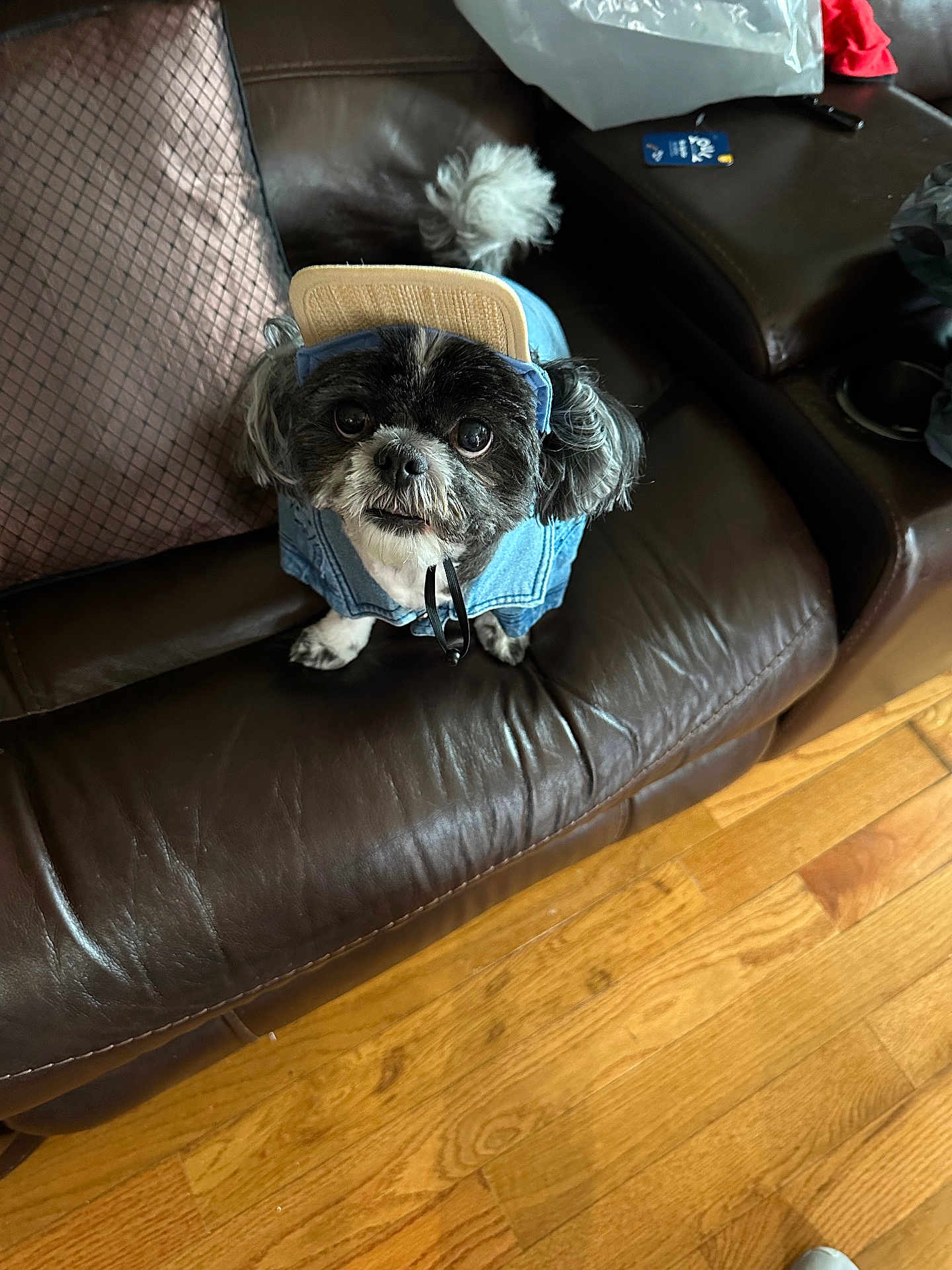 Buttercup Mcclinton joined the competition — help win amazing prizes! animal, black_and_white, brown, cap, casual, companion, cozy, curious_look, cute, denim_jacket, dog, domestic, furniture, household_items, indoor, leather_couch, pet, portrait, small_dog, wooden_floor