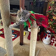 Ivy is registered to the contest to win money with this photo: animal, architecture, building, cat, homedecor, indoors, kitten, nature, outdoors, person, pet, plant, plush, pottedplant, rug, snow, snowman, toy, tree, winter