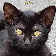 Nugget joined the competition — help win amazing prizes! animal, black_cat, black_fur, cat, close_up, cute, ears, face, feline, fur, golden_eyes, gray_background, indoor, mysterious, pet, photography, portrait, staring, whiskers, yellow_eyes