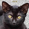 animal, black_cat, black_fur, cat, close_up, cute, ears, face, feline, fur, golden_eyes, gray_background, indoor, mysterious, pet, photography, portrait, staring, whiskers, yellow_eyes