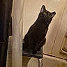 Nugget is registered to the contest to win money with this photo: animal, bathroom, bathtub, black_cat, black_fur, cat, ears, eyes, funny, fur, head_tilt, home, indoors, looking_at_camera, pet, portrait, shower_curtain, sitting, step_stool, whiskers