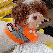 Trixy is registered to the contest to win money with this photo: dog, curly_fur, orange_shirt, blanket, pillow, yellow, indoor, cozy, pet, fur, cute, relaxed, home, fabric, soft, animal, laying_down, small_dog, toy, comfort