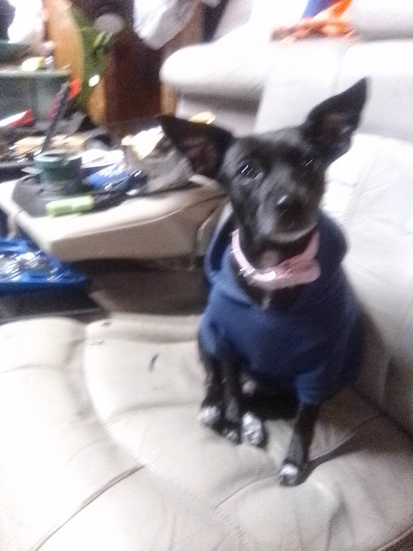 Oreo Cookie joined the competition — help win amazing prizes! animal, black_dog, blurred, canine, clothing, collar, couch, cozy, cute, dog, domestic_animal, ears_up, furniture, hoodie, household_items, indoor, living_room, pet, sitting, small_dog