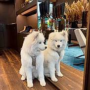 Brioche a rejoint le concours — aidez-le/la à gagner de superbes lots ! puppy, dog, white_fur, mirror, reflection, wooden_floor, boots, sitting, indoor, decor, dried_flowers, furniture, blue_rug, cozy, cute, pet, young_dog, flooring, leather_boots, home_interior