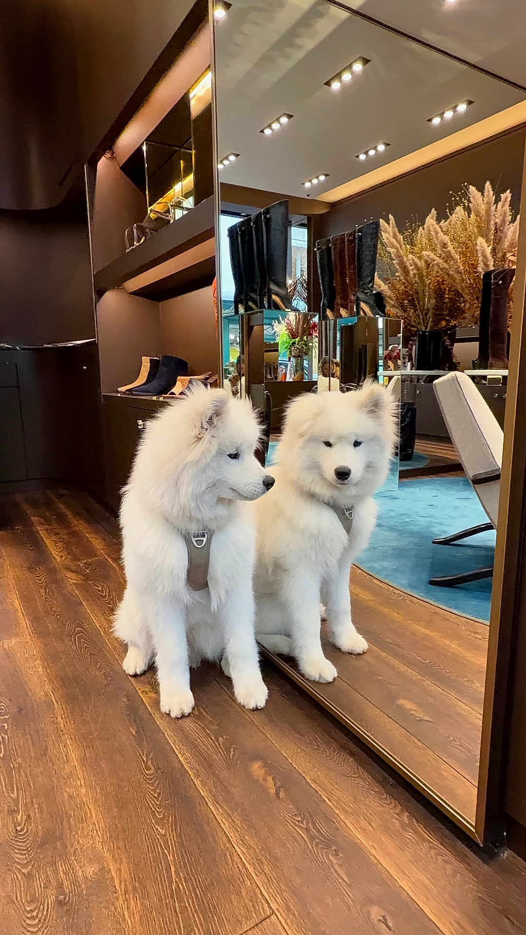 Brioche a rejoint le concours — aidez-le/la à gagner de superbes lots ! puppy, dog, white_fur, mirror, reflection, wooden_floor, boots, sitting, indoor, decor, dried_flowers, furniture, blue_rug, cozy, cute, pet, young_dog, flooring, leather_boots, home_interior