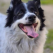 Jipsy a rejoint le concours — aidez-le/la à gagner de superbes lots ! dog, black_and_white, fluffy, tongue_out, happy, outdoor, pet, animal, canine, fur, close_up, alert, friendly, cute, muzzle, ears, portrait, nature, smiling, tongue