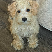 Sandy is registered to the contest to win money with this photo: animal, blanket, cozy, curly_fur, cute, dog, ears, eyes, fluffy, fur, house, indoor, looking_at_camera, nose, pet, puppy, sitting, small_dog, wooden_floor, young_dog