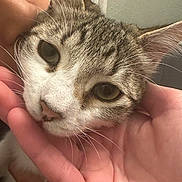 Charlotte joined the competition — help win amazing prizes! cat, tabby_cat, close_up, face, hand, pet, indoor, whiskers, fur, person, gentle, animal, domestic_cat, eye, nose, comfort, touch, love, affection, mammal