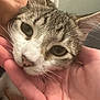 cat, tabby_cat, close_up, face, hand, pet, indoor, whiskers, fur, person, gentle, animal, domestic_cat, eye, nose, comfort, touch, love, affection, mammal