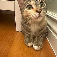 Daisy is registered to the contest to win money with this photo: cat, tabby, curious, wide_eyes, whiskers, indoor, wooden_floor, furniture, paws, close_up, pet, animal, domestic, cute, sitting, floor, wall, baseboard, ears, feline