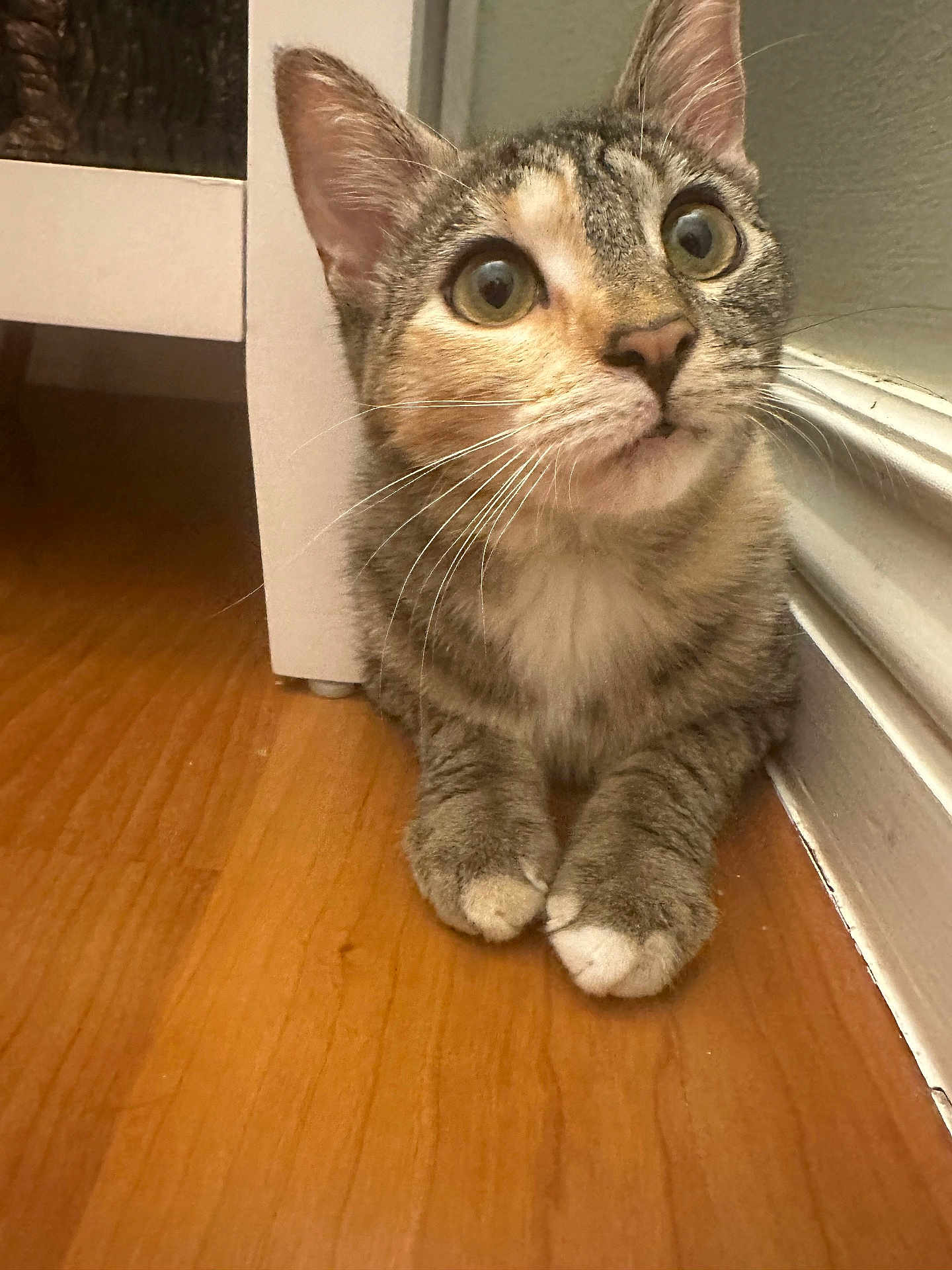 Daisy