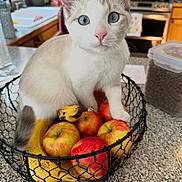 Pearl joined the competition — help win amazing prizes! cat, blue_eyes, fruit_basket, apples, bananas, kitchen, counter, wire_basket, domestic_cat, curious, pet, indoor, closeup, feline, household, still_life, tabletop, food, cute, animal