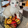 cat, blue_eyes, fruit_basket, apples, bananas, kitchen, counter, wire_basket, domestic_cat, curious, pet, indoor, closeup, feline, household, still_life, tabletop, food, cute, animal