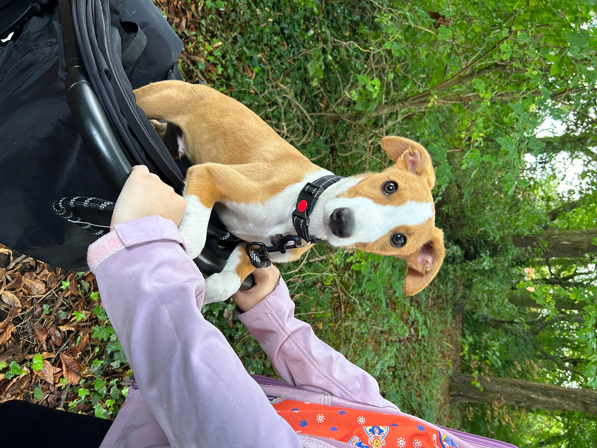 Twiglet is registered to the contest to win money with this photo: bag, canidae, carnivore, collar, companion_dog, dog, dog_breed, dog_collar, fashion_accessory, fawn, felidae, fur, grass, leash, luggage_and_bags, snout, sporting_group, terrestrial_animal, tree, wildlife