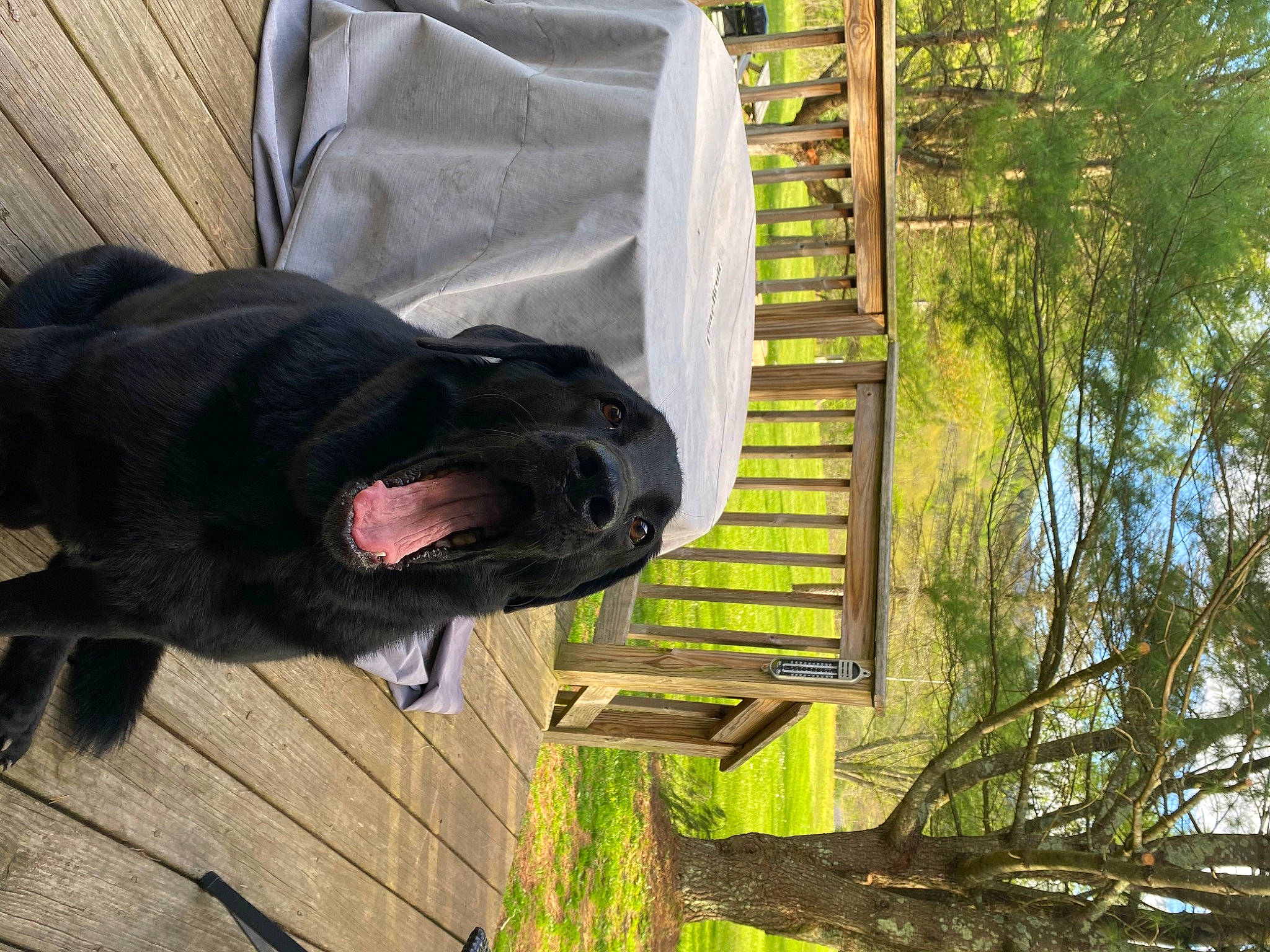 Midnight is registered to the contest to win money with this photo: borador, canidae, carnivore, companion_dog, dog, dog_breed, fur, grass, guard_dog, house, liver, natural_material, non_sporting_group, plant, sporting_group, tree, trunk, twig, wood, working_animal