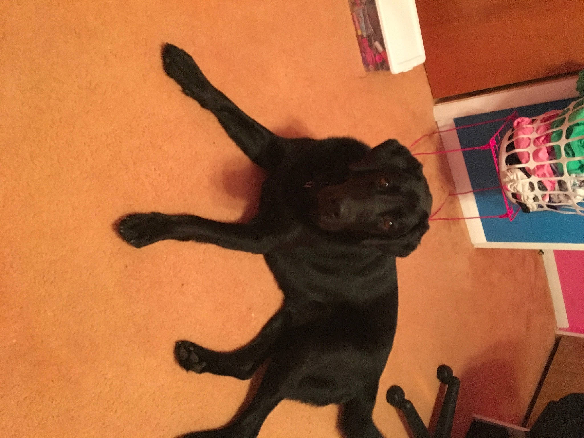 Midnight joined the competition — help win amazing prizes! black_cat, bombay, carnivore, cat, comfort, dog_breed, domestic_short_haired_cat, felidae, floor, flooring, fur, hardwood, shadow, small_to_medium_sized_cats, snout, tail, terrestrial_animal, whiskers, window, wood