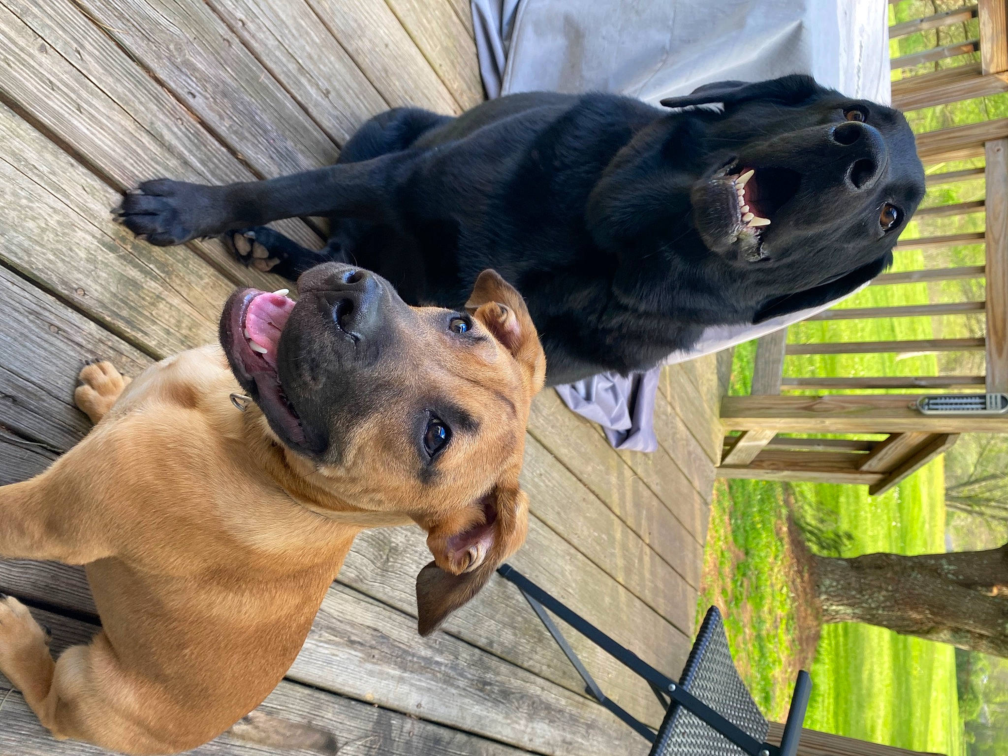 Midnight joined the competition — help win amazing prizes! carnivore, collar, companion_dog, dog, dog_breed, dog_collar, dog_supply, fawn, grass, guard_dog, hardwood, mammal, molosser, pet_supply, snout, sporting_group, vertebrate, wood, working_animal, working_dog