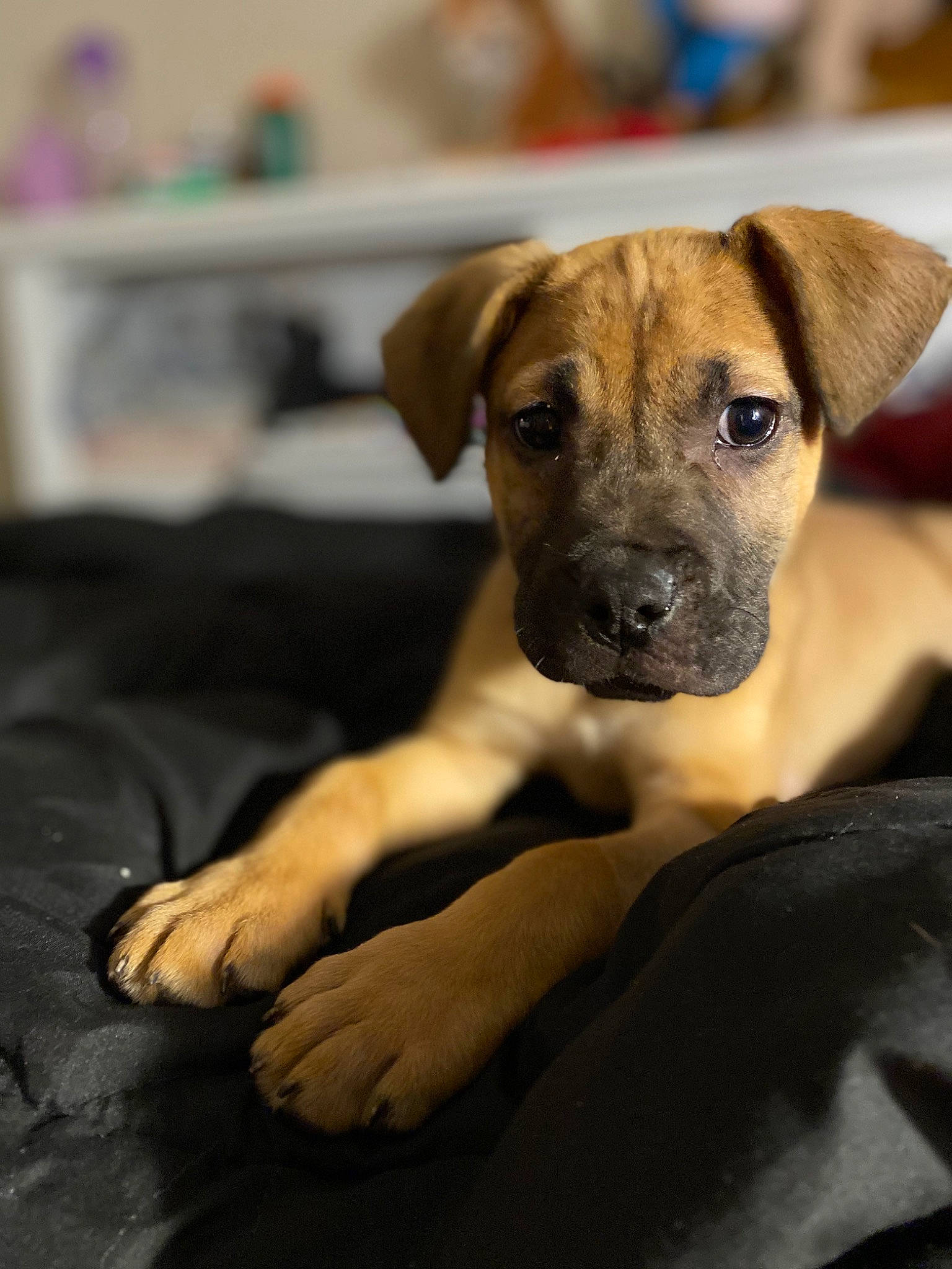 Keegan joined the competition — help win amazing prizes! balance, bored, canidae, carnivore, comfort, companion_dog, dog, dog_breed, fawn, fur, non_sporting_group, pet_supply, snout, sporting_group, terrestrial_animal, whiskers, working_dog