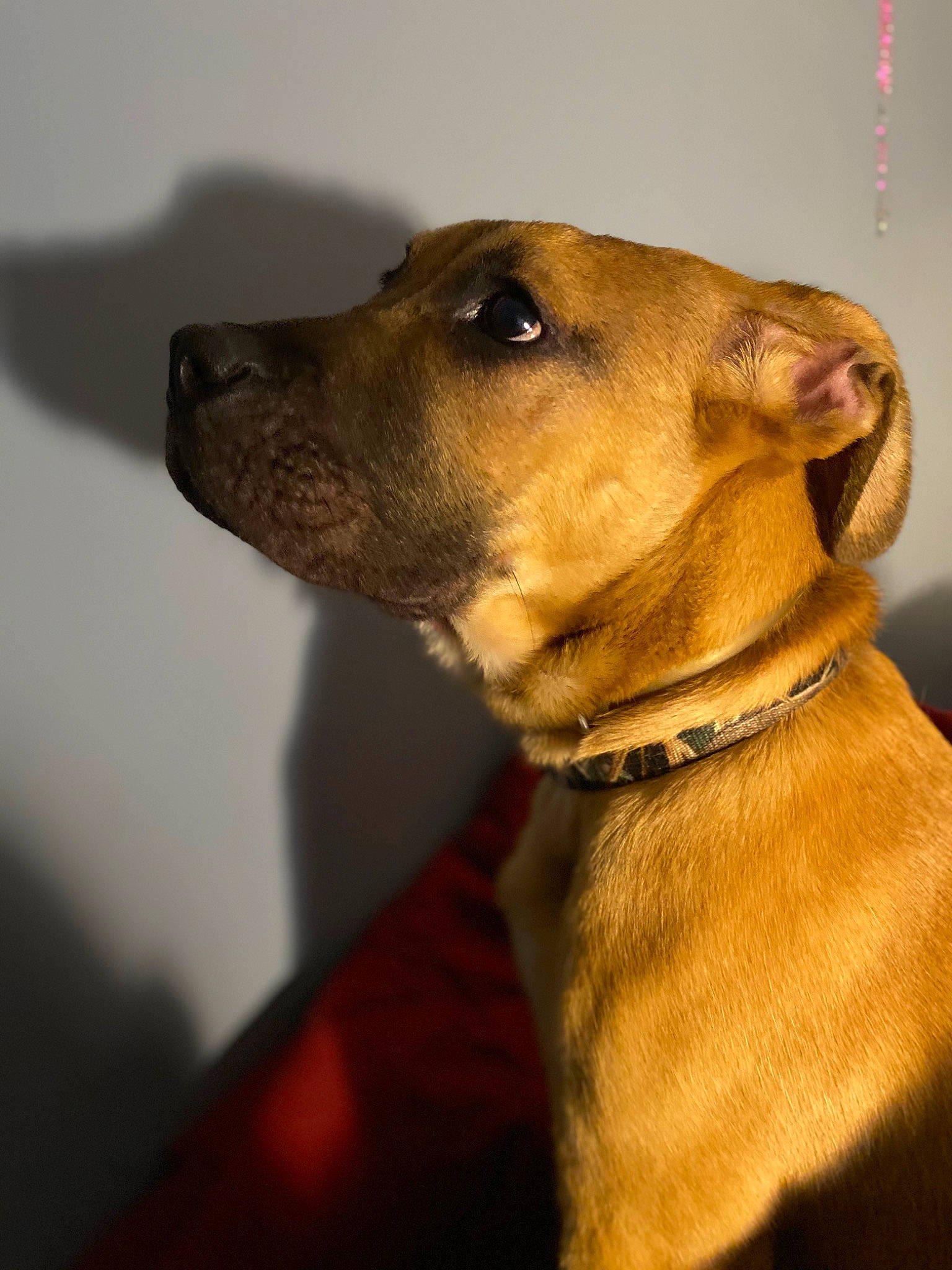 Keegan joined the competition — help win amazing prizes! canidae, carnivore, collar, companion_dog, dog, dog_breed, dog_collar, ear, fawn, fur, liver, non_sporting_group, pet_supply, snout, sporting_group, terrestrial_animal, whiskers, working_animal, working_dog