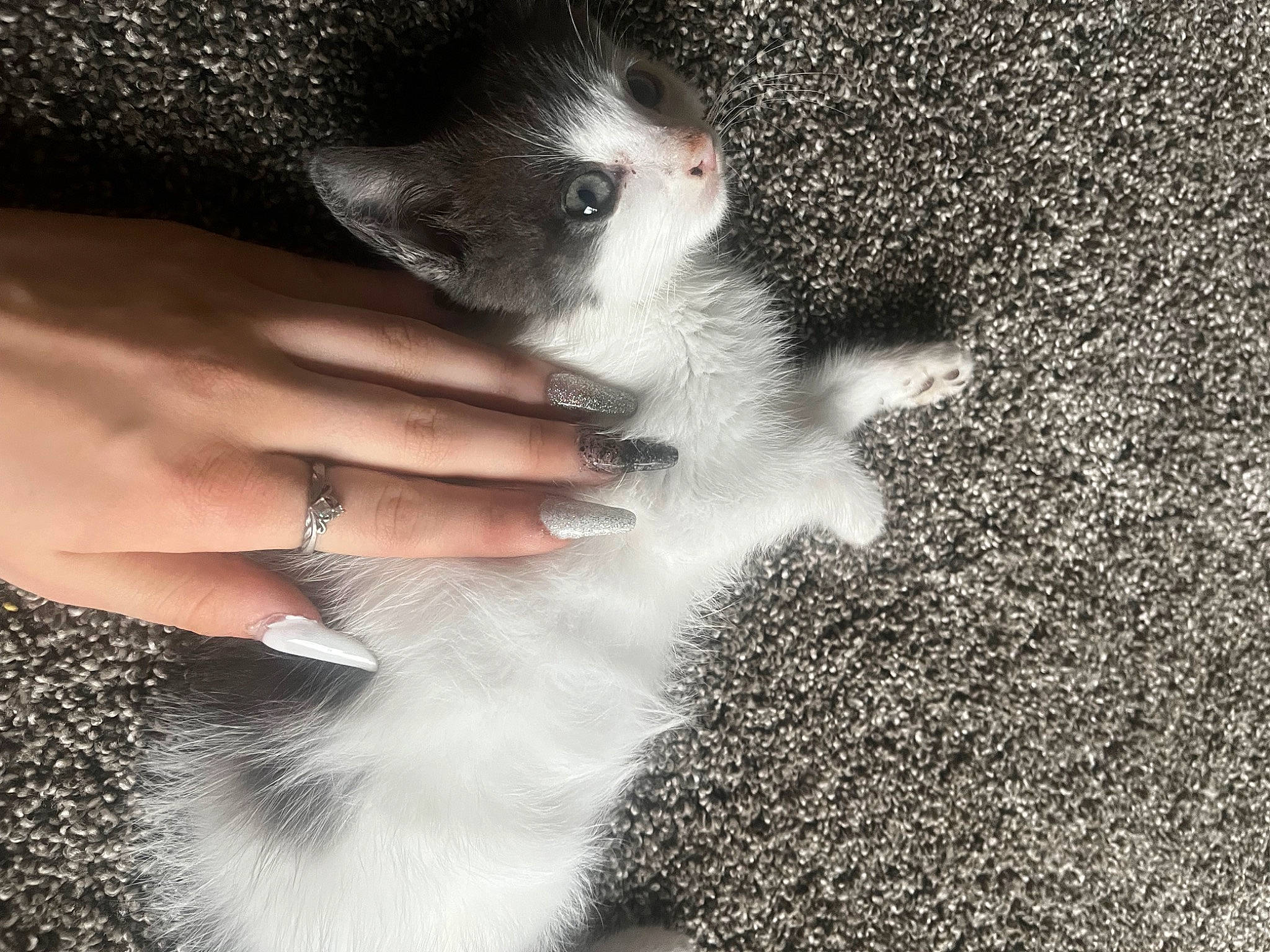 Lovie is registered to the contest to win money with this photo: carnivore, cat, claw, domestic_short_haired_cat, eyelash, felidae, foot, fur, gesture, grey, human_leg, jewellery, leg, monochrome, nail, paw, small_to_medium_sized_cats, snout, tail, whiskers