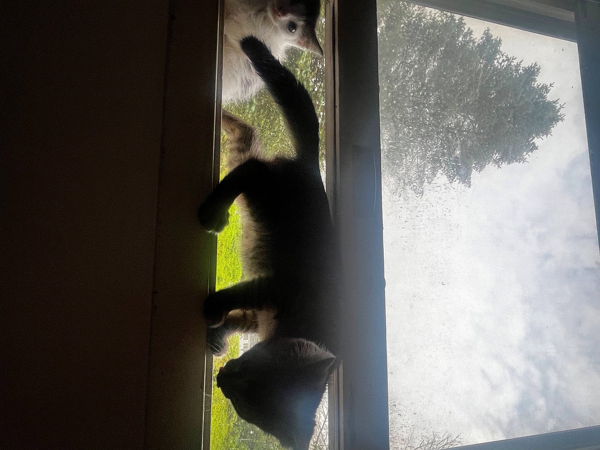 Lovie joined the competition — help win amazing prizes! amphibian, auto_part, automotive_exterior, automotive_mirror, automotive_window_part, darkness, door, glass, metal, rear_view_mirror, reflection, room, shade, shadow, still_life_photography, tints_and_shades, vehicle_door, window, windshield, wood