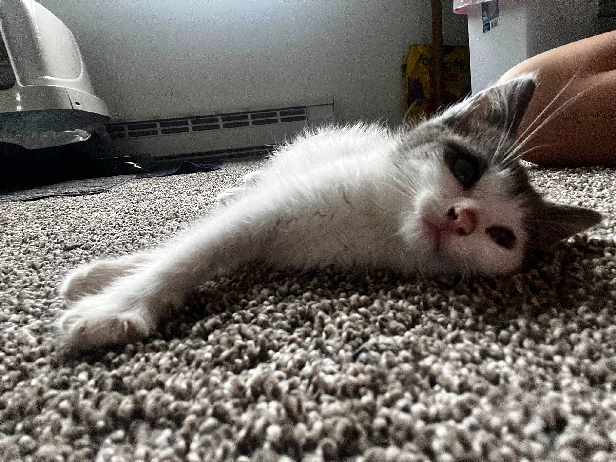 Lovie is registered to the contest to win money with this photo: carnivore, cat, claw, comfort, domestic_short_haired_cat, felidae, flooring, fur, grey, paw, small_to_medium_sized_cats, snout, tail, terrestrial_animal, whiskers