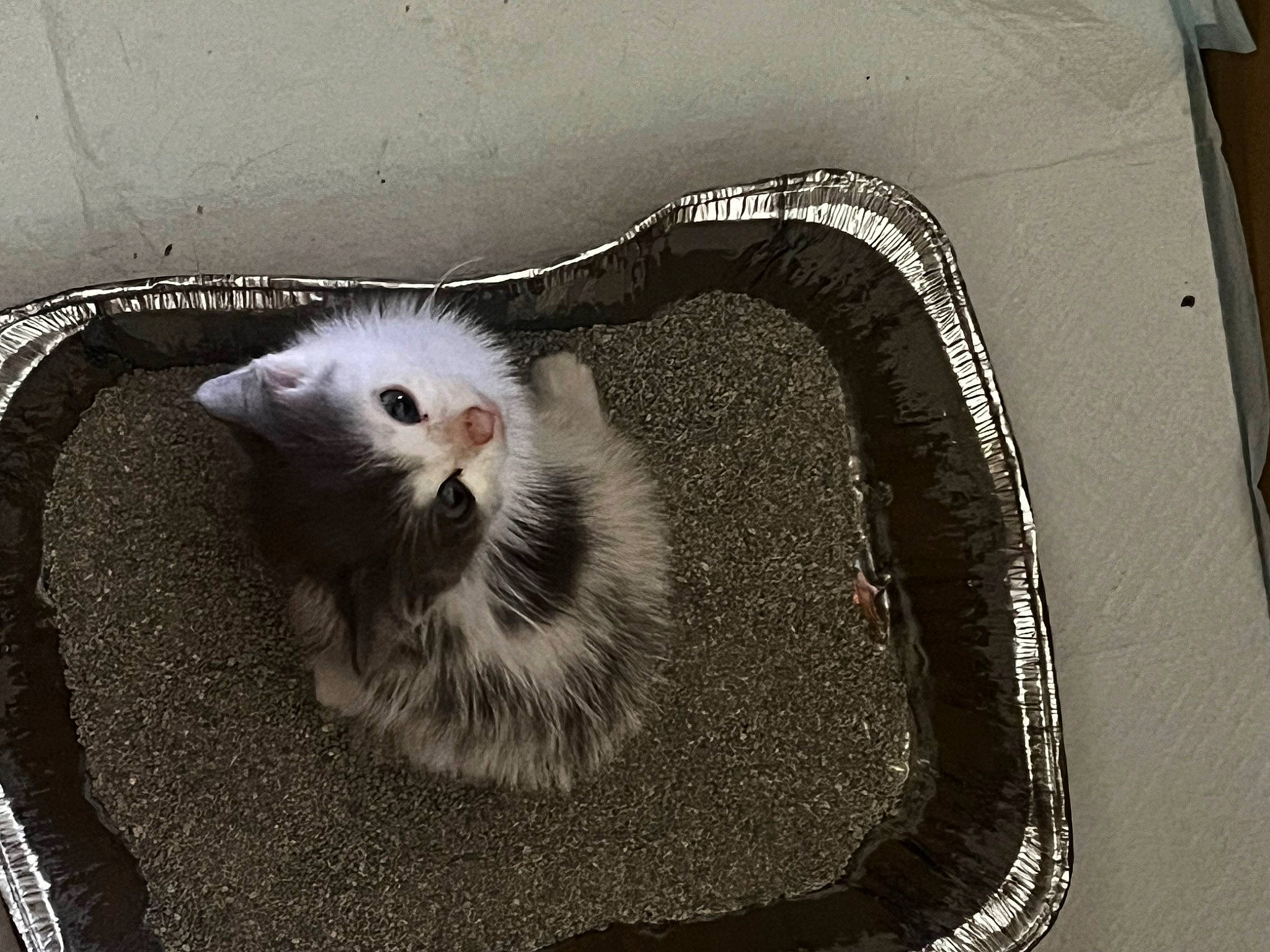 Lovie is registered to the contest to win money with this photo: carnivore, cat, claw, domestic_short_haired_cat, felidae, ferret, fur, mouse, mustelidae, mustelinae, paw, pest, photo_caption, rodent, small_to_medium_sized_cats, snout, tail, terrestrial_animal, whiskers, wildlife