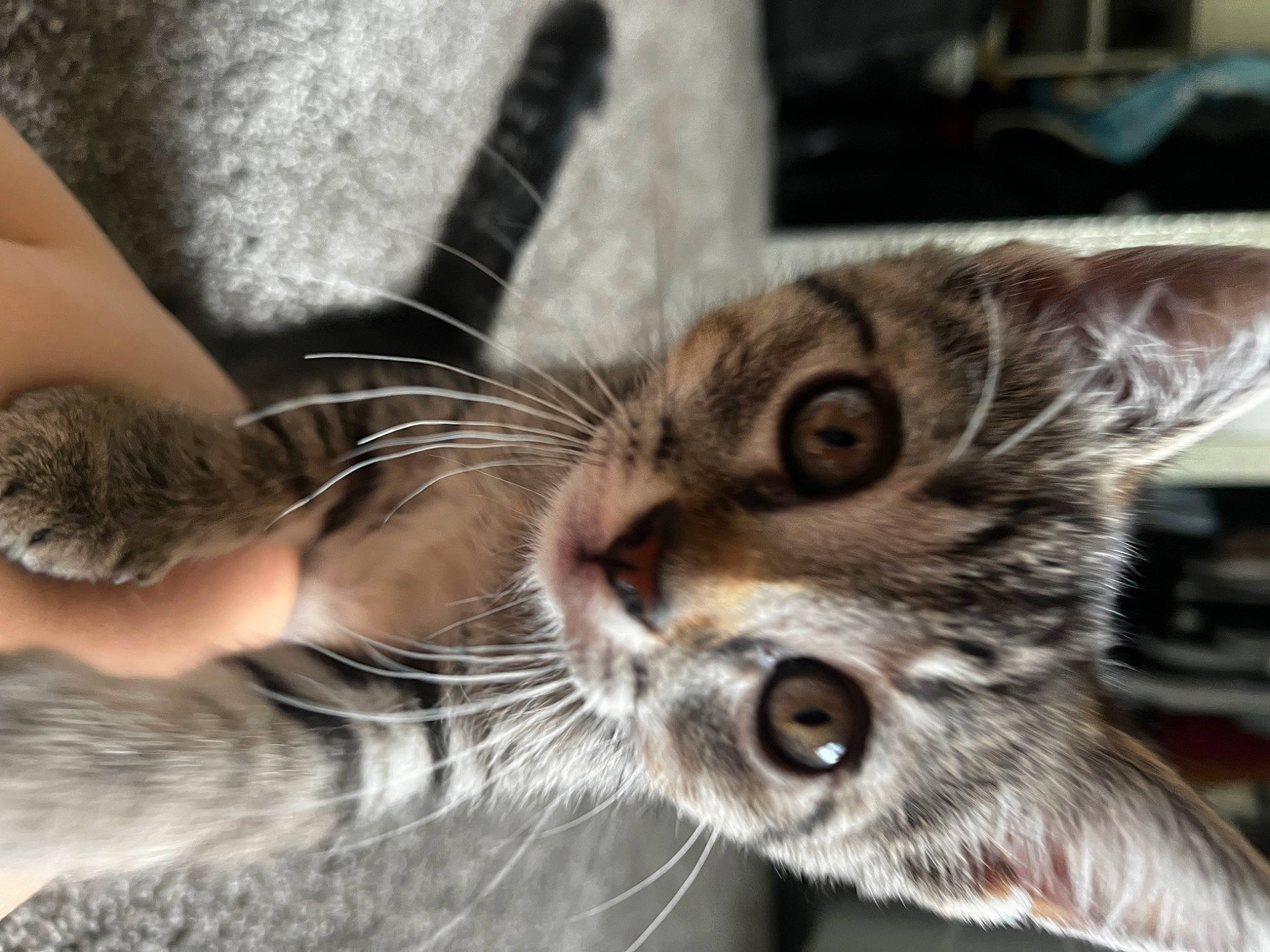 Willow joined the competition — help win amazing prizes! carnivore, cat, claw, domestic_short_haired_cat, ear, eye, felidae, foot, fur, paw, small_to_medium_sized_cats, terrestrial_animal, whiskers, wildlife