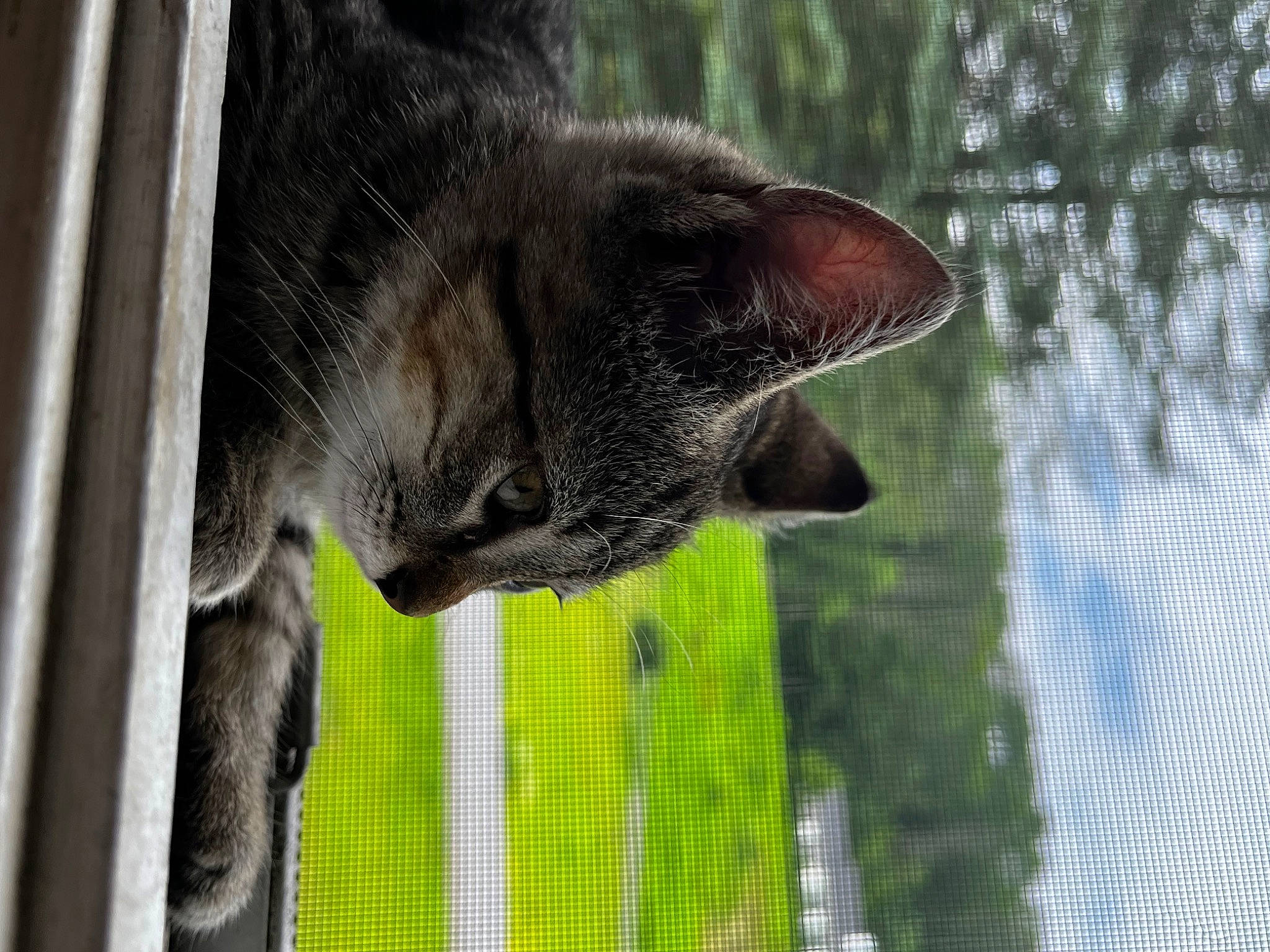 Willow joined the competition — help win amazing prizes! carnivore, cat, dog_breed, domestic_short_haired_cat, felidae, fur, grass, mesh, plant, small_to_medium_sized_cats, snout, tail, terrestrial_animal, tree, trunk, twig, whiskers, wildlife, window, wood