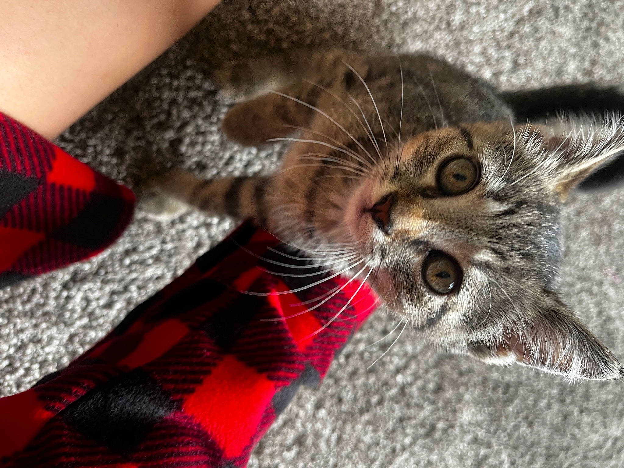 Willow is registered to the contest to win money with this photo: carnivore, cat, claw, comfort, domestic_short_haired_cat, event, fang, felidae, foot, fur, pattern, paw, plaid, plant, small_to_medium_sized_cats, tail, tartan, terrestrial_animal, whiskers