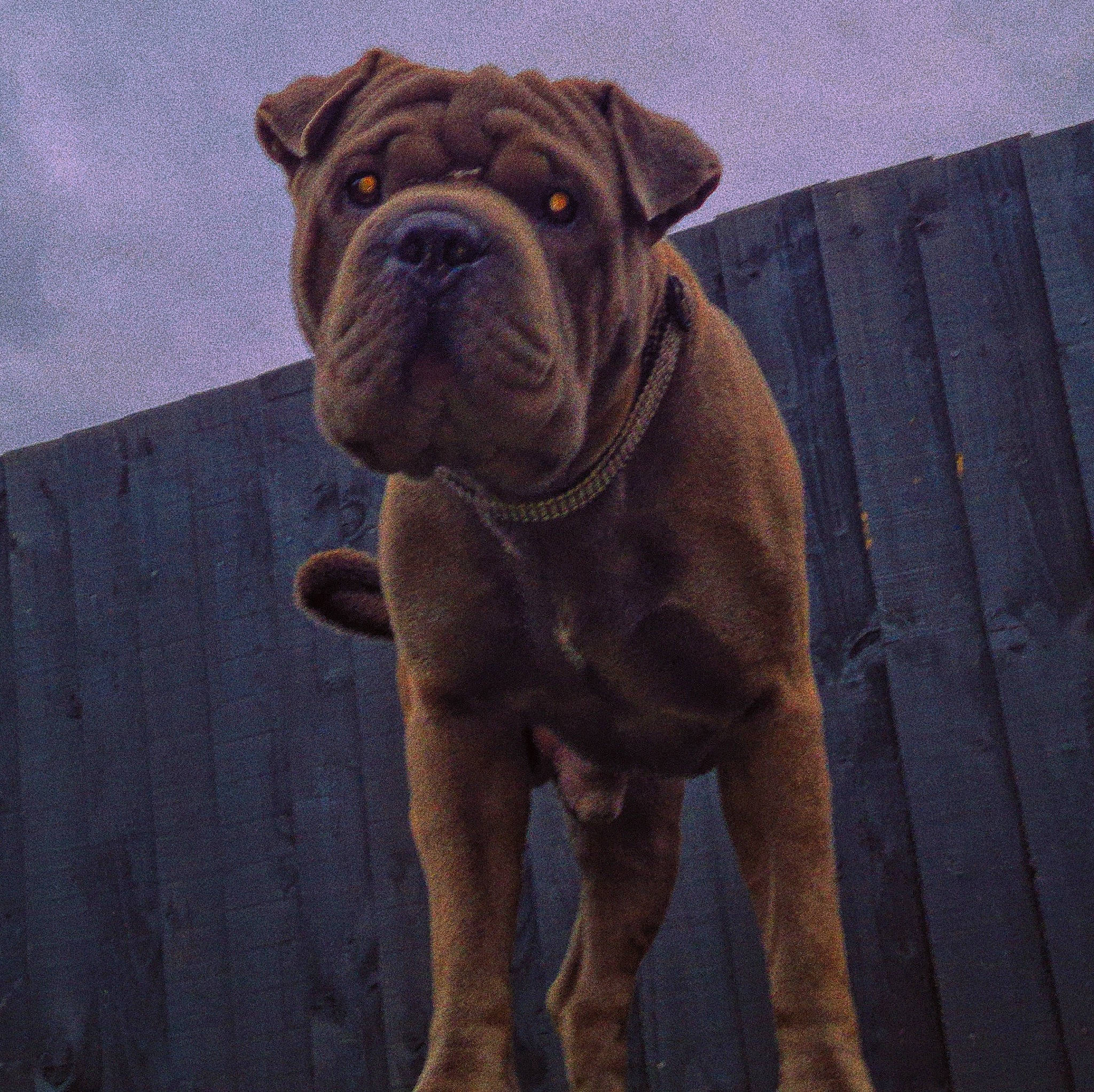 Storm is registered to the contest to win money with this photo: art, bulldog, canidae, carnivore, companion_dog, dog, dog_breed, dog_collar, fawn, molosser, ori_pei, shar_pei, sporting_group, terrestrial_animal, toy_dog, window, wood, working_animal, working_dog, wrinkle