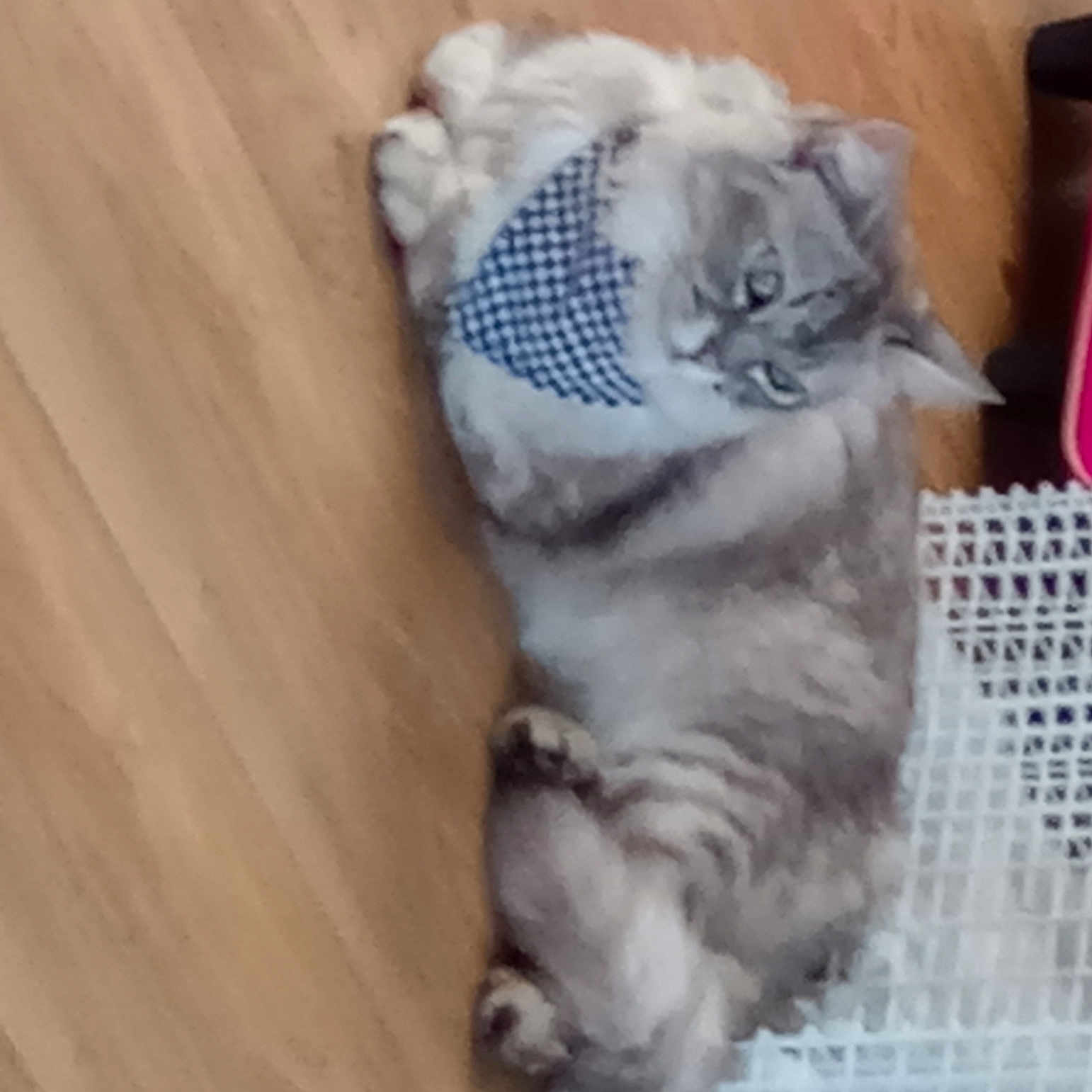 Ali is registered to the contest to win money with this photo: animal_shelter, cage, canidae, carnivore, cat, domestic_short_haired_cat, fawn, felidae, flooring, fur, hardwood, mesh, paw, pet_supply, small_to_medium_sized_cats, snout, tail, terrestrial_animal, whiskers, wood