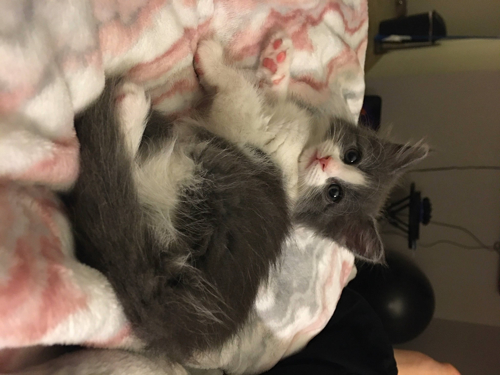 Bitsy is registered to the contest to win money with this photo: asian, carnivore, cat, claw, ear, european_shorthair, felidae, fur, kitten, nap, norwegian_forest_cat, paw, polydactyl_cat, small_to_medium_sized_cats, snout, whiskers